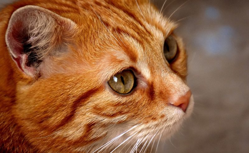 tabby cat orange