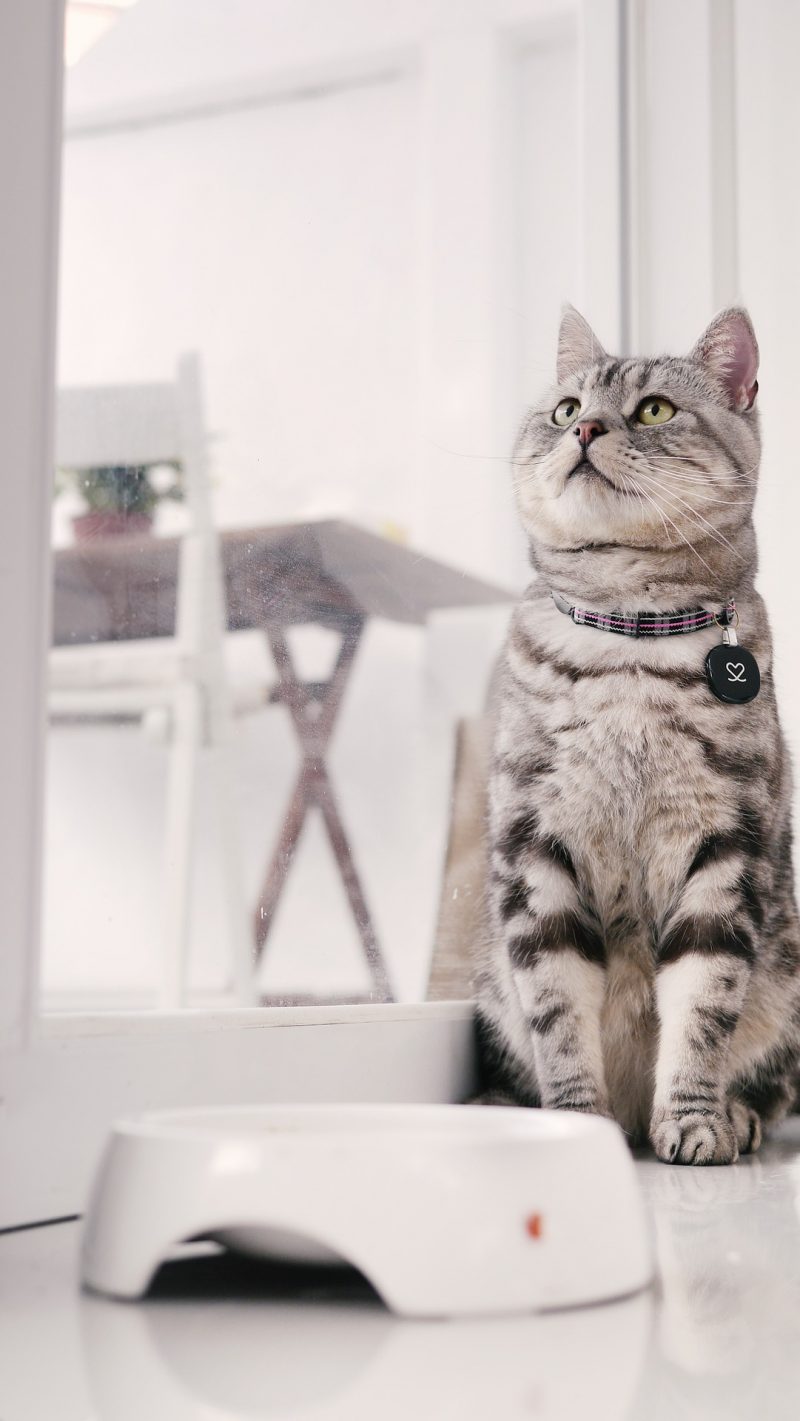 gray cat