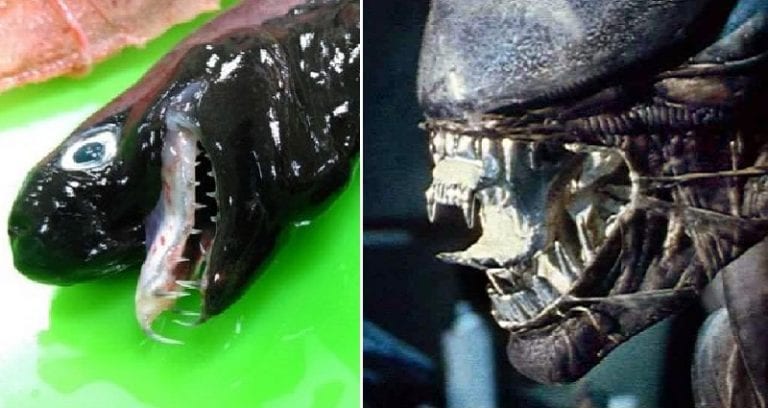 Taiwanese Scientists Find Rare ‘Alien-Looking’ Viper Sharks in Pacific Ocean
