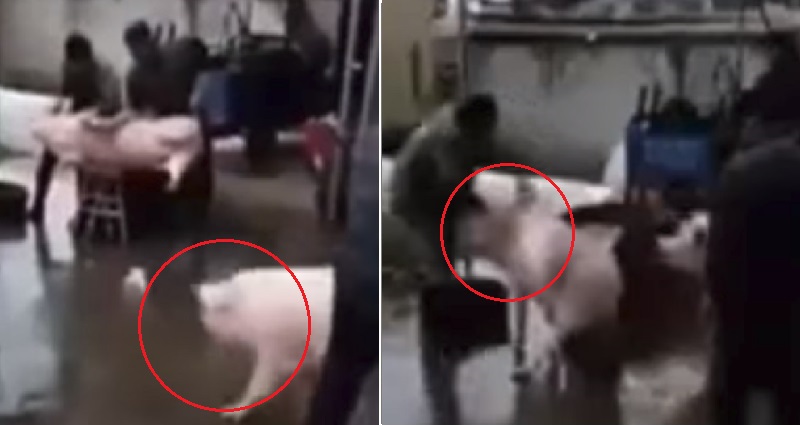 Heroic Pig Makes Daring Rescue After Seeing Friend Being Butchered for Food