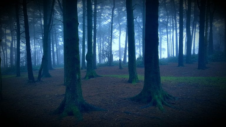 Inside Aokigahara, Japan’s Infamous Suicide Forest
