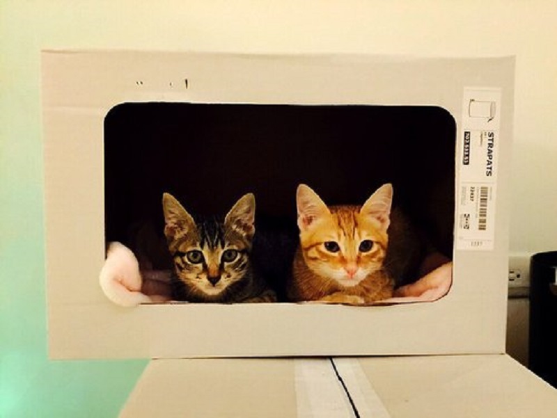 cat furniture