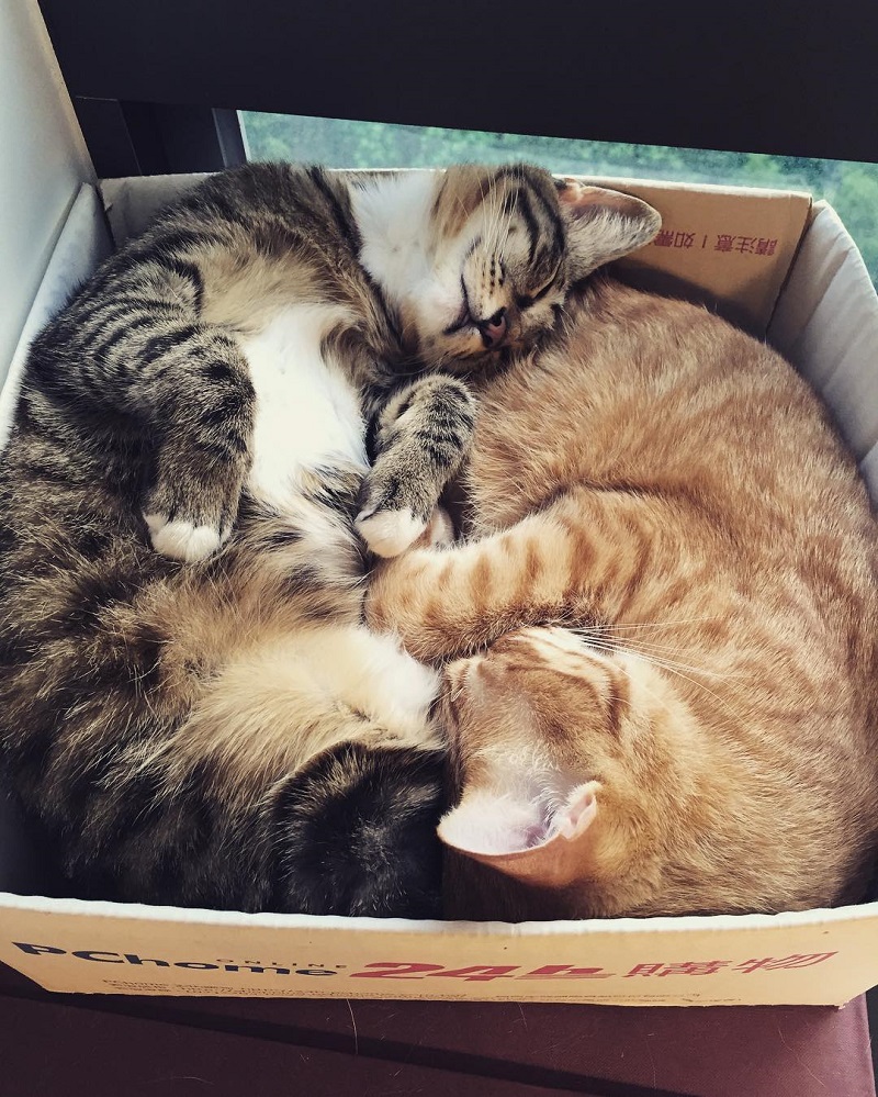 cat furniture