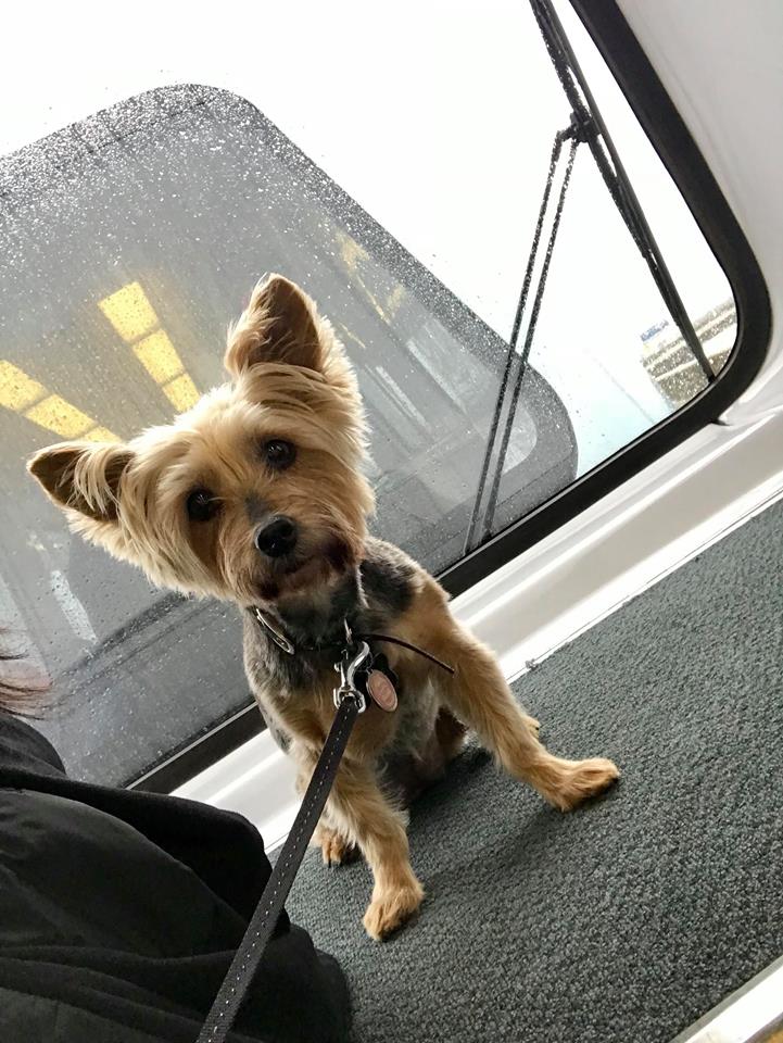 Wag