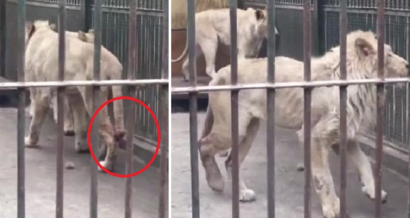 Starving Lion Forced to Chew Off Own Tail After It Got Stuck in Frozen Water