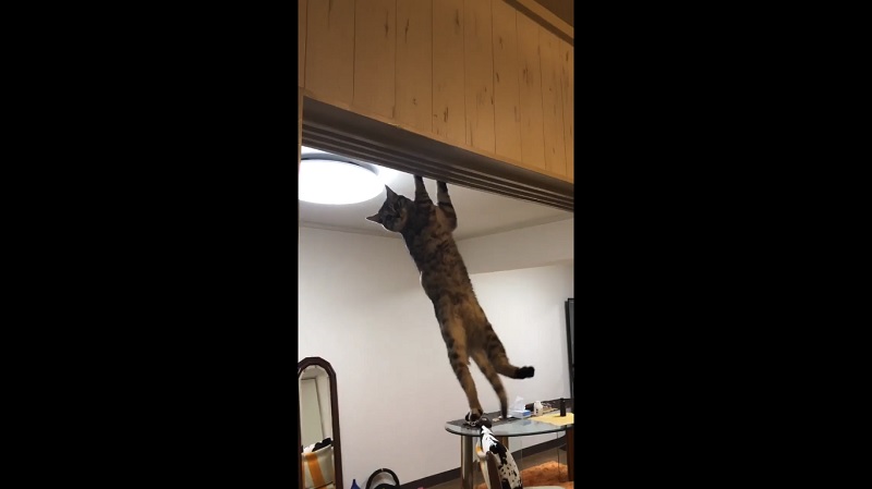 funny cat videos