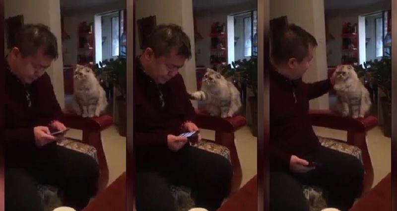 Cat in China Learns to Demand Attention For Head Pats