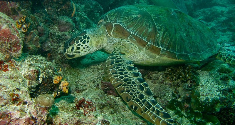 Vietnamese Fisherman Refuses $439 For Rare Sea Turtle, Throws it Back into the Sea