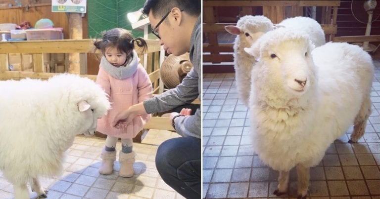 South Korea Has the Most Random Sheep Cafe