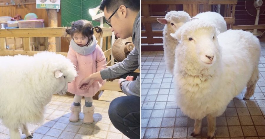 South Korea Has the Most Random Sheep Cafe