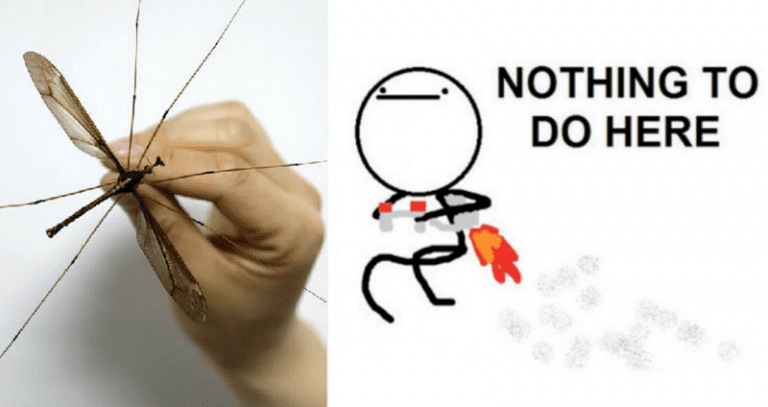 World’s Largest Mosquito Was Found in China and OMFG