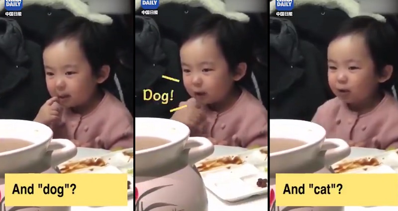 Chinese Girl Trying to Say ‘Cat’ in English is Too Adorable For This World