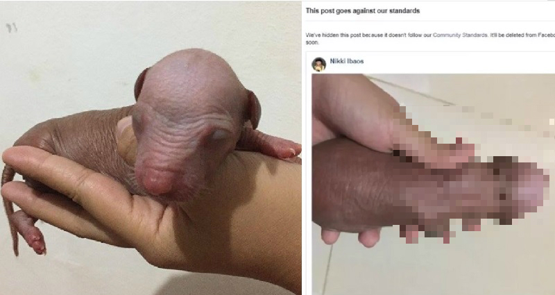 Facebook Flags Picture of Newborn Puppy That Looks Like a Dick Pic
