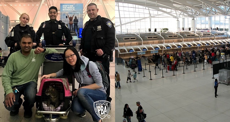 Ninja Cat Named ‘Little Dork’ Finally Captured After Roaming JFK Airport for a Week