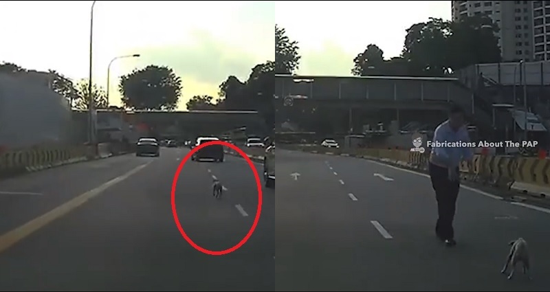 Brave Man Goes Viral for Saving Puppy on Singapore Highway When No One Else Stopped