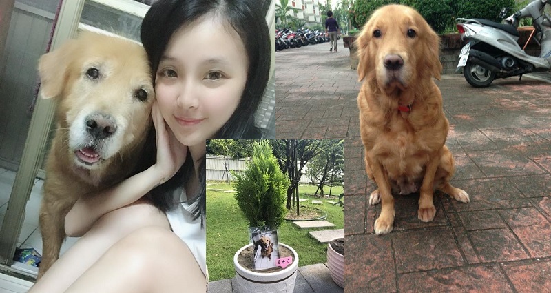 Woman Pens Heartbreaking Letter to Old Dog After Their Final Walk, Now Everyone is Crying