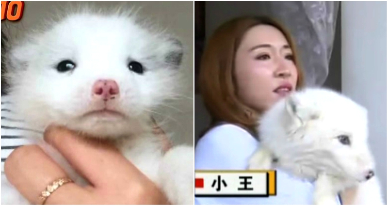 Woman Who Bought $190 ‘Puppy’ Discovers It’s Actually a Fox