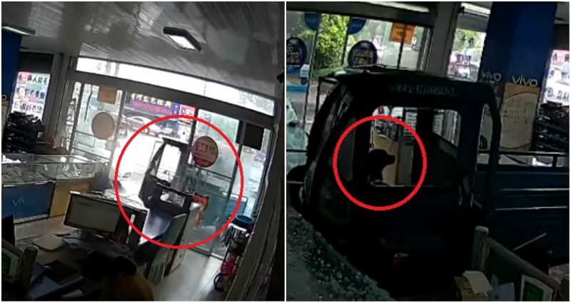 Dog Bamboozles Shopkeepers in China By Driving Truck into Their Store