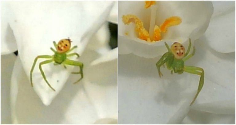 Spider With a ‘Happy Old Man’s Face’ is Driving People Nuts on Twitter