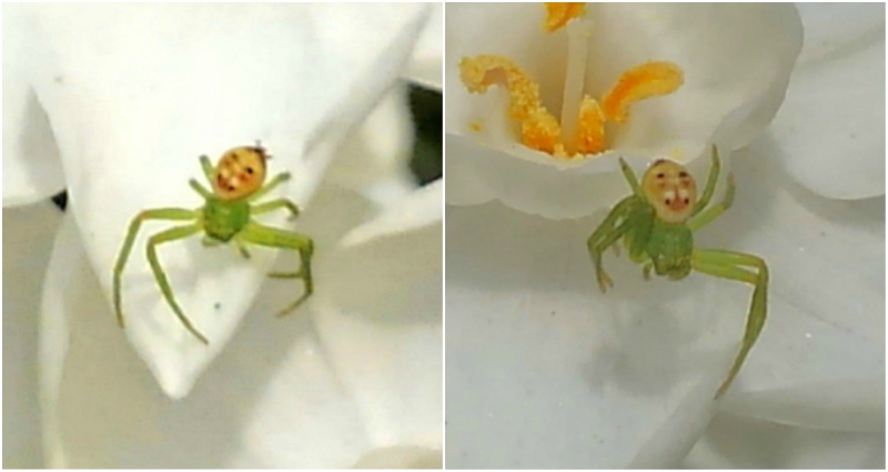 Spider With a ‘Happy Old Man’s Face’ is Driving People Nuts on Twitter