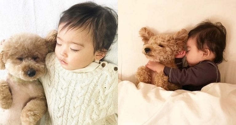 Japanese Baby and Toy Poodle Become Best Nap Buddies