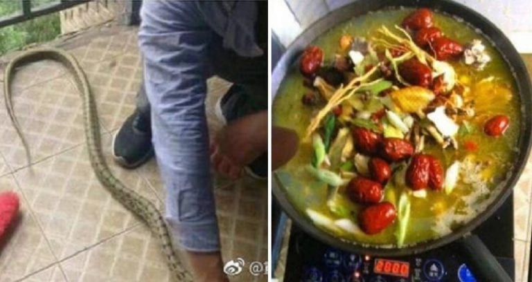 Snake Slithers into Dorm Room in China, Students Cook and Eat It