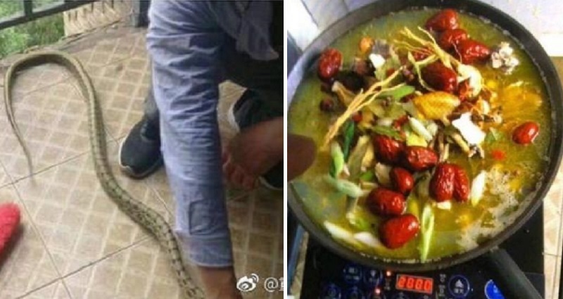 Snake Slithers into Dorm Room in China, Students Cook and Eat It