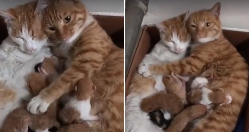 Hong Kong Cat Wins Ultimate Dad of the Year Award