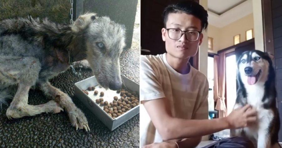 Indonesian Man Finds Neglected Husky, Gives It A Second Chance at Life
