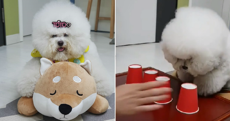Thereβs No Hiding Treats From This Brilliant, Fluffy Dog in South Korea