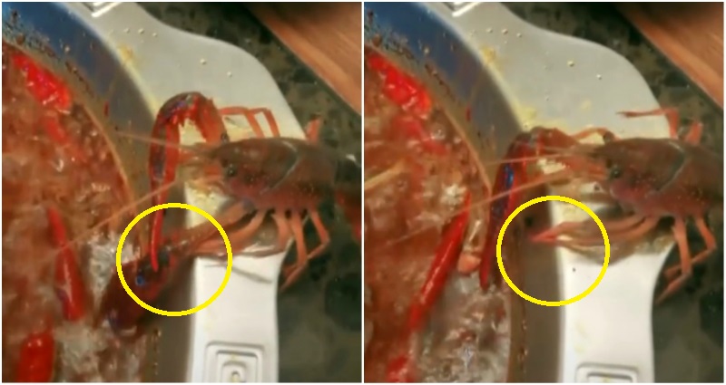 Badass Crayfish Sacrifices Claw to Escape Boiling Hotpot, Gets Taken Home as a Pet