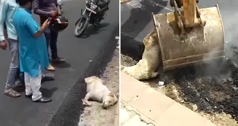 Street Workers Spark Outrage After Burying Dog Alive in Molten Tar Near the Taj Mahal