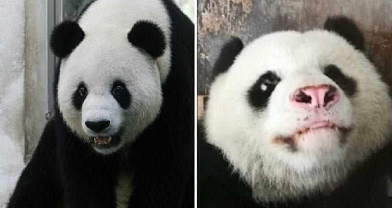 Chinese Zoo Sparks Outrage After Giant Panda’s Nose Turns Pink Due to ‘Mistreatment’