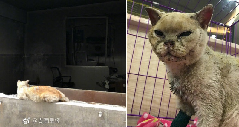 Cat Whose Owner is Believed Killed in a Gas Explosion Refuses to Leave Home
