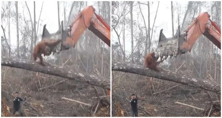 Orangutan Tries to Defend Its Home From Loggers in Heartbreaking Video