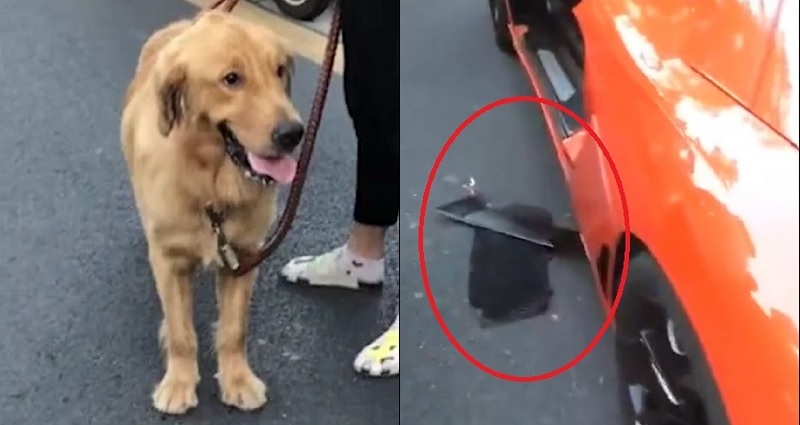 Schijnen invoer samenwerken Dog Owner Has to Pay $6,600 in Compensation to Lamborghini Driver Who Hit  Her Dog