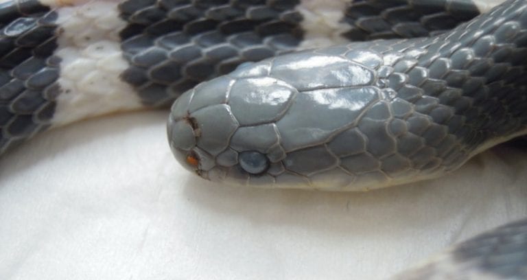 Chinese Woman Brain D‌ea‌d Days After Being Bit‌te‌n by Venomous Snake She Bought Online