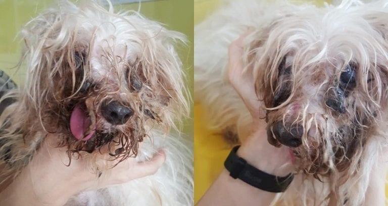 Dog Gets Rescued by Worried Neighbor After Being Neglected, Owner Demands Its Return
