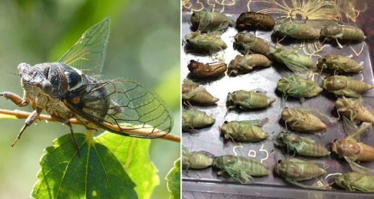 Chinese City Tells Citizens to Fight Bug Infestation By Eating Them