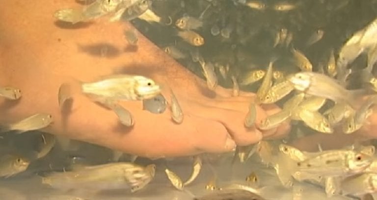Woman Loses a Toenail After Fish Pedicure at Spa