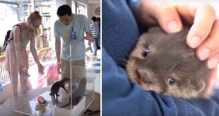 Wildlife Experts Reveal the Dark Side of Japan’s Obsession With Otters