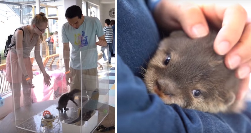 Wildlife Experts Reveal the Dark Side of Japan’s Obsession With Otters