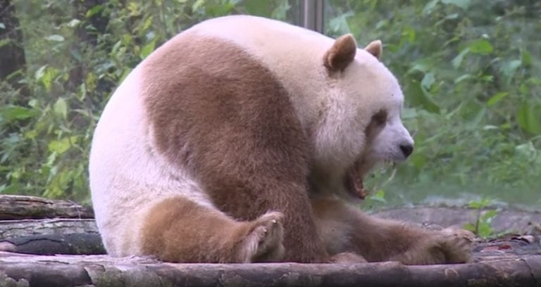World’s Only Known Brown Panda Remains a Virgin After Failing First Natural Mating Attempt