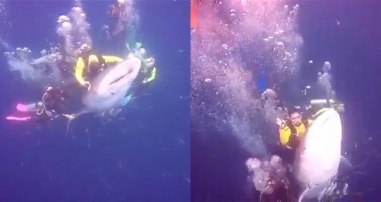 Divers in Indonesia Spark Outrage After Caught on Camera Riding an Endangered Whale Shark