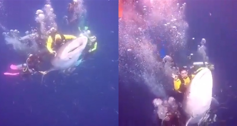 Divers in Indonesia Spark Outrage After Caught on Camera Riding an Endangered Whale Shark