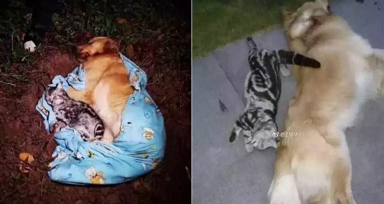 Man in China Allegedly Throws Pets Out the 21st Floor Apartment During Fight With Wife