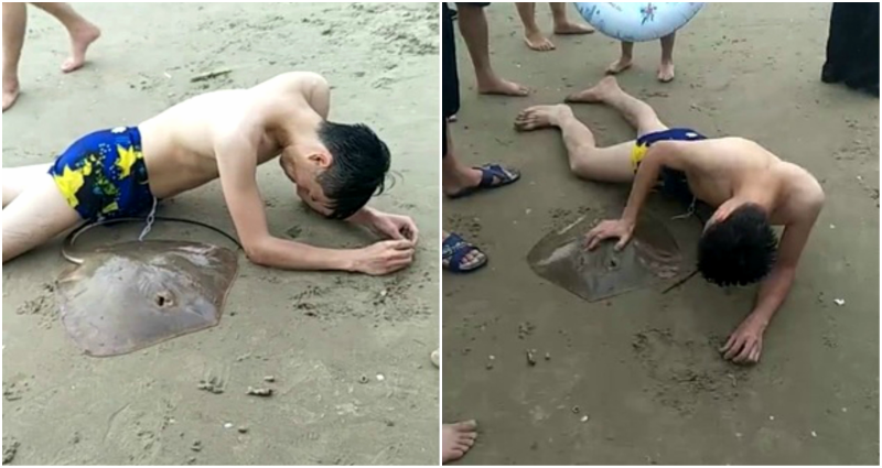 Man Cries Out in Agony as Stingray Hooks Its Spiny Tail to His Genitals