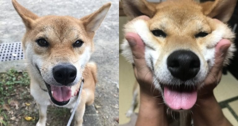Smart Shiba Inu Who Can Legit Speak Some Japanese Will Make Your Jaw Drop