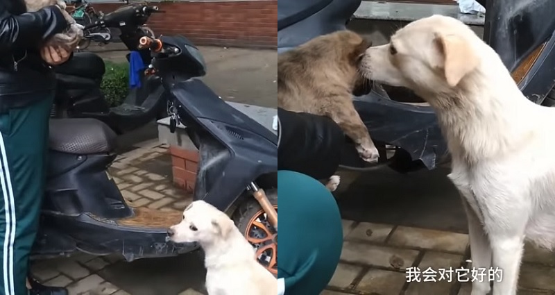 Heartbreaking Moment a Stray Dog Watches Her Puppy Taken Away for Adoption