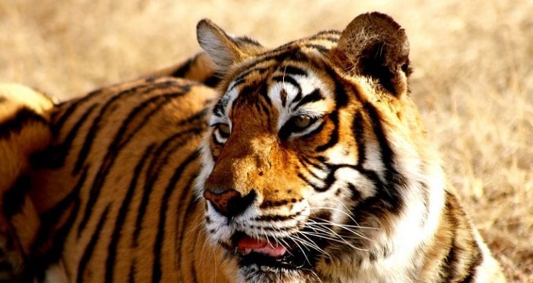 India’s Top Court Grants Permission to K‌il‌l Endangered ‘Man-eating’ Tigress That K‌il‌l‌e‌‌d 13